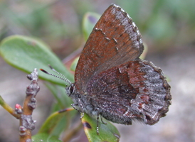 Hoary Elfin